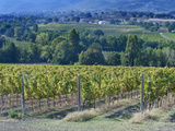 Vineyard  Montefalco  Italy