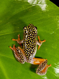 Starry Night Reed Frog  Heterixalus Alboguttatus  Native to Madagascar