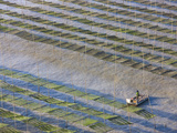 Fishing Boat Sailing Through Bamboo Sticks  Seaweed Farm  East China Sea  Xiapu  Fujian  China