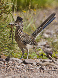 Greater Roadrunner  Texas  USA