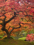 Japanese Maple  Portland Japanese Garden  Oregon  USA