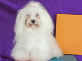 A Havanese Sitting in Front of Colorful Background  California  USA