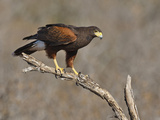 Harris's Hawk  Texas  USA