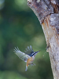 Red-Breasted Nuthatch (Sitta Canadensis) at Backyard Nest Hole  Insects in Bill  Washington  USA