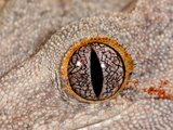 Gargoyle Gecko  Rhacodactylus Auriculatus  Native to New Caledonia