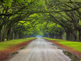 Wormsloe Plantation  Savannah  Georgia  USA
