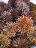Sea Urchins for Sale  Cadiz  Spain