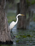 Great Egret  Caddo Lake  Texas  USA