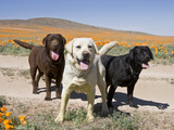 All Three Colors of Labrador Retrievers Standing on Dirt Road  Antelope Valley in California  USA