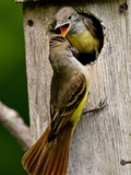 Great Crested Flycatcher Myiarchus Crinitus Central Pennsylvania