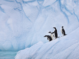 Adelie Penguins  Paulet Island  Antartica  Antarctic