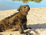 Close-Up of a Marine Iguana  Galapagos Islands  Ecuador