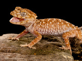 Rough Knob-Tail Gecko  Nephrurus Amyae  Native to Western Australia