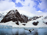 A Whale Fluke in Front of Snow Covered Mountains Along the Weddell Sea in Paradise Bay  Antarctica