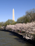 Cherry Blossom Festival  Washington DC  USA  District of Columbia
