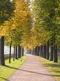 Tree-Lined Pathway Along Elbe River Dresden  Germany