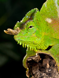 Four Horned Chameleon  Trioceros (Chamaeleo) Quadricornis  Native to the Cameroons
