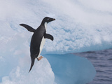Adelie Penguins  Paulet Island  Antartica  Antarctic