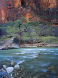 Zion Canyon  Zion National Park  Utah  USA