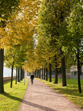 Tree-Lined Pathway Along Elbe River Dresden  Germany