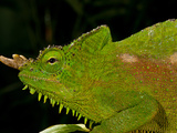 Four Horned Chameleon  Trioceros (Chamaeleo) Quadricornis  Native to the Cameroons