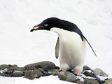 An Adelie Penguin (Pygoscelis Adeliae) at Paulet Island  Antarctica
