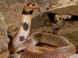Cape Coral Snake Aspidelaps  Lubricus Cowlesi  Native to Southern Angola