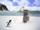 A Gentoo Penguin (Pygoscelis Papua) at the Arctowsky Polish Base  Antarctica