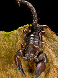 Red Claw Emperor Scorpion  Pandinus Cavimanus  Native to Africa