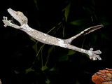 Giant Leaf-Tailed Gecko  Uroplatus Fimbriatus  Native to Madagascar