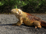 Close-Up of a Marine Iguana  Galapagos Islands  Ecuador