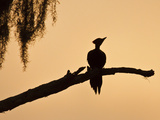 Pileated Woodpecker  Caddo Lake  Texas  USA