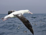 Gibson's Albatross  Kaikoura  Marlborough  South Island  New Zealand
