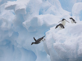 Adelie Penguins  Paulet Island  Antartica  Antarctic