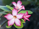 Exotic Tropical Blooms  St John  United States Virgin Islands  USA  US Virgin Islands  Caribbean