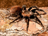 Red Rump Tarantula  Brachypelma Vagans