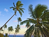 Nanuku Levu  Fiji Islands Palm Trees with Coconuts  Fiji  South Pacific  Oceania