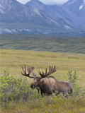 Bull Moose  Denali National Park  Alaska  USA