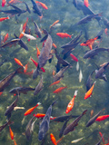 Koi and Carp  Big Spring Park  Huntsville  Alabama  USA