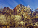 Cottonwood Trees in Winter  Zion National Park  Utah  USA