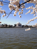 Cherry Blossom Festival  Washington DC  USA  District of Columbia