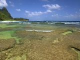 Coral on Tunnels Beach  Kauai  Hawaii  USA