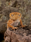 Rough Knob-Tail Gecko  Nephrurus Amyae  Native to Western Australia