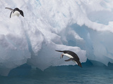Adelie Penguins  Paulet Island  Antartica  Antarctic