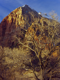 Cottonwood Trees in Winter  Zion National Park  Utah  USA