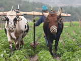 Farmer Plowing  Bumthang  Bhutan