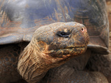 Close Up of a Galapagos Tortoise  Giant Tortoise  Geochelone Nigra  Galapagos Islands  Ecuador