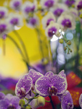 Orchids for Sale at a Market in Taipei  Taiwan