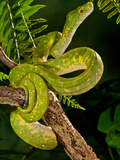 Green Tree Python (Captive)  Morelia (Chondropython) Viridis Native to New Guinea