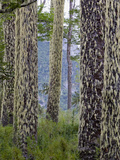 Monkeypuzzle Trees  Huerquehue National Park  Chile